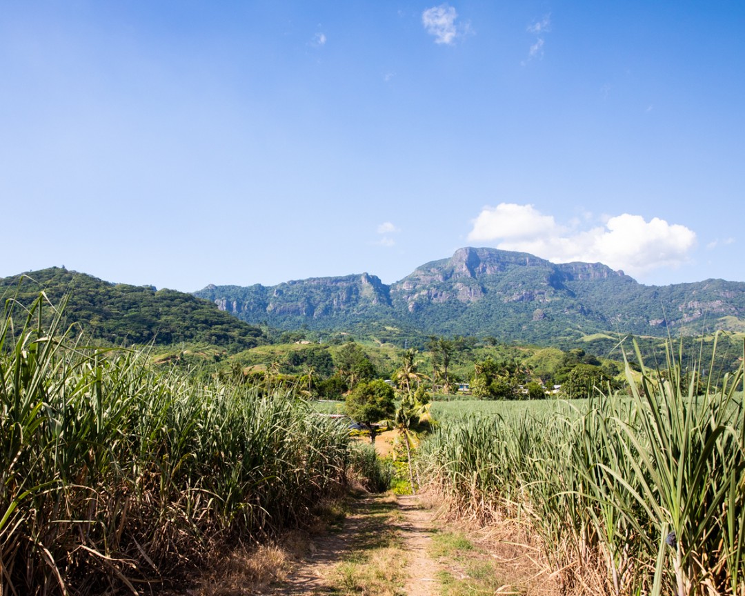 Pole s cukrovou trstinou Fidži